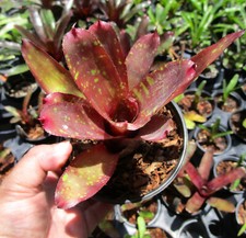 Bromeliad neoregelia dad for sale  Miami