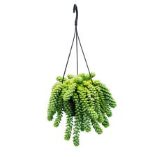 Sedum morganianum burrito gebraucht kaufen  Zweibrücken