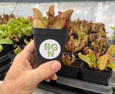 Purple pitcher plant for sale  La Mesa