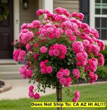 Garden plant double for sale  Lloyd