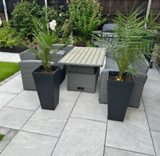 Canary island date for sale  ROCHESTER