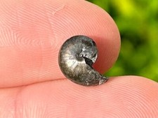 Texas fossil goniatite for sale  Coppell