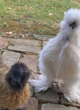 Silkie chicken hatching for sale  Manitowoc