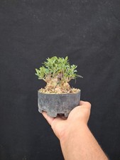 Bonsai olivo selvatico usato  Montevarchi