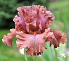 Iris terracotta bay gebraucht kaufen  Taucha