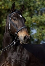Barefoot bitless bridle gebraucht kaufen  Forchheim