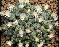 Graines conophytum obcordellum d'occasion  Pertuis