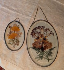 Vtg dried pressed for sale  Reisterstown