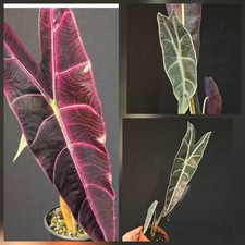 Alocasia longiloba purple for sale  NOTTINGHAM