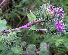 Greater burdock herb for sale  DERBY