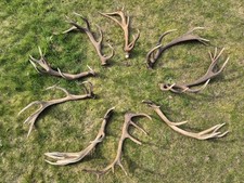 Red deer cast for sale  THETFORD