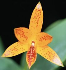 Aurantiaca orange spot for sale  Bogalusa