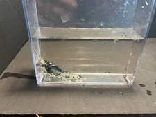 Live crayfish procambarus for sale  Erving