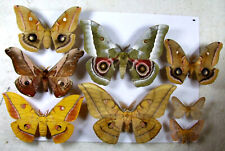 Saturniidae set 8pcs for sale  Shipping to Ireland