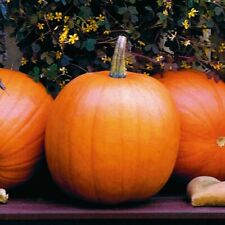 Jack lantern pumpkin for sale  CORBY