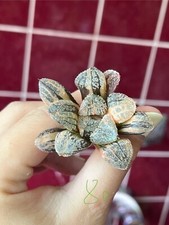 Haworthia hyb mordor gebraucht kaufen  Trier
