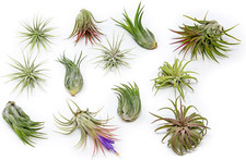 Pack assorted ionantha for sale  Los Angeles