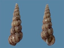 Epitoniidae epitonium turtonis usato  Roma