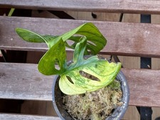 Monstera adansonii variegata gebraucht kaufen  Seeg