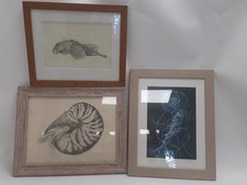 Framed marine life for sale  RUGBY