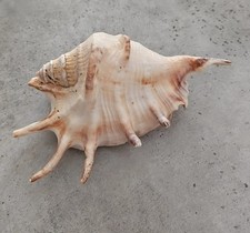 Große muschel deko gebraucht kaufen  Barßel