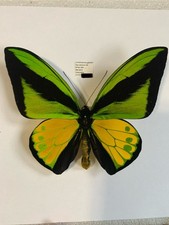Entomologia ornitottero golia usato  Spedire a Italy