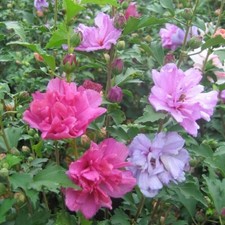 Mixed rose sharon for sale  Mcminnville
