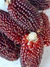 Mais fragola usato  Roma