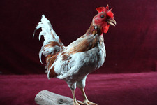 Vintage rooster chicken for sale  Linwood