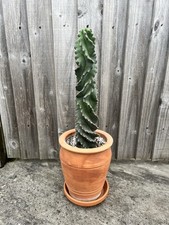 cacti for sale cacti for sale BRISTOL