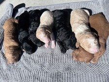 Goldendoodle pups for sale  Lumberton