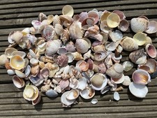 Small shells florida for sale  STOWMARKET