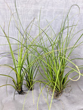 Air plant tillandsia for sale  Winter Haven