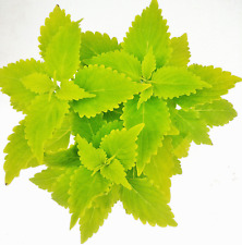 Buntnessel lime time gebraucht kaufen  Colditz