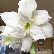 White flowers amaryllis for sale  CRAWLEY