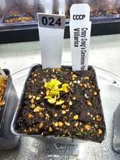 Venus flytrap villarica for sale  Lorton