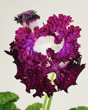Streptocarpus plant 2802 for sale  Summerville