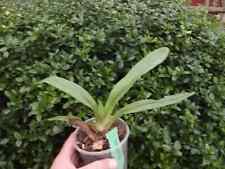 Paphiopedilum emersonii orchid for sale  HALSTEAD