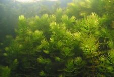 Ceratophyllum plante aquarium d'occasion  Krautergersheim