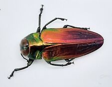 Buprestidae belionota tricolor gebraucht kaufen  Wadern