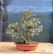 Bonsai filirrea usato  Isernia