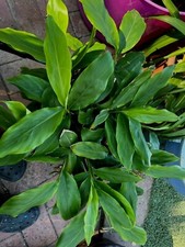 Cardamon plant unique for sale  Los Angeles