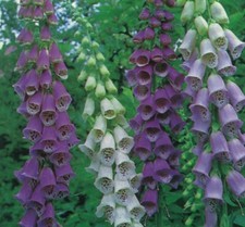Foxglove excelsior hybrids. for sale  WELSHPOOL