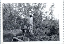 1950s man picking for sale  Cypress