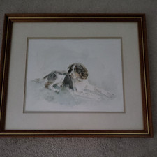 Springer spaniel water for sale  TENTERDEN
