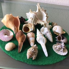 Job lot seashells for sale  DUNSTABLE