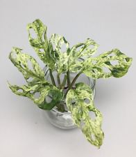 Monstera adansonii frozen gebraucht kaufen  Wuppertal