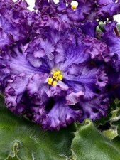 african violet plant for sale african violet plant for sale Hampstead