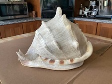 queen helmet shell for sale queen helmet shell for sale Clayton