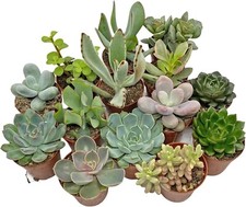 3pcs succulents mixed for sale  BIRMINGHAM